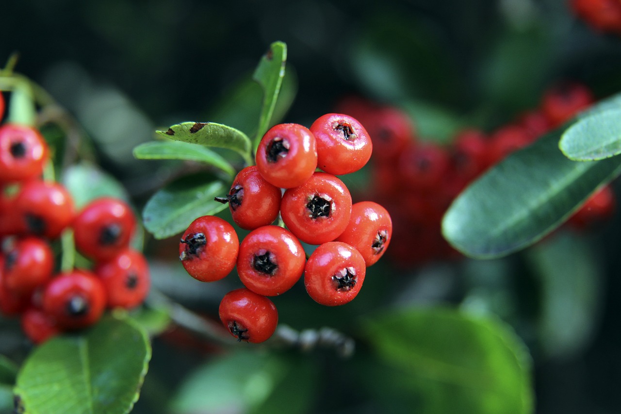 妙的头球得 妙的头球得